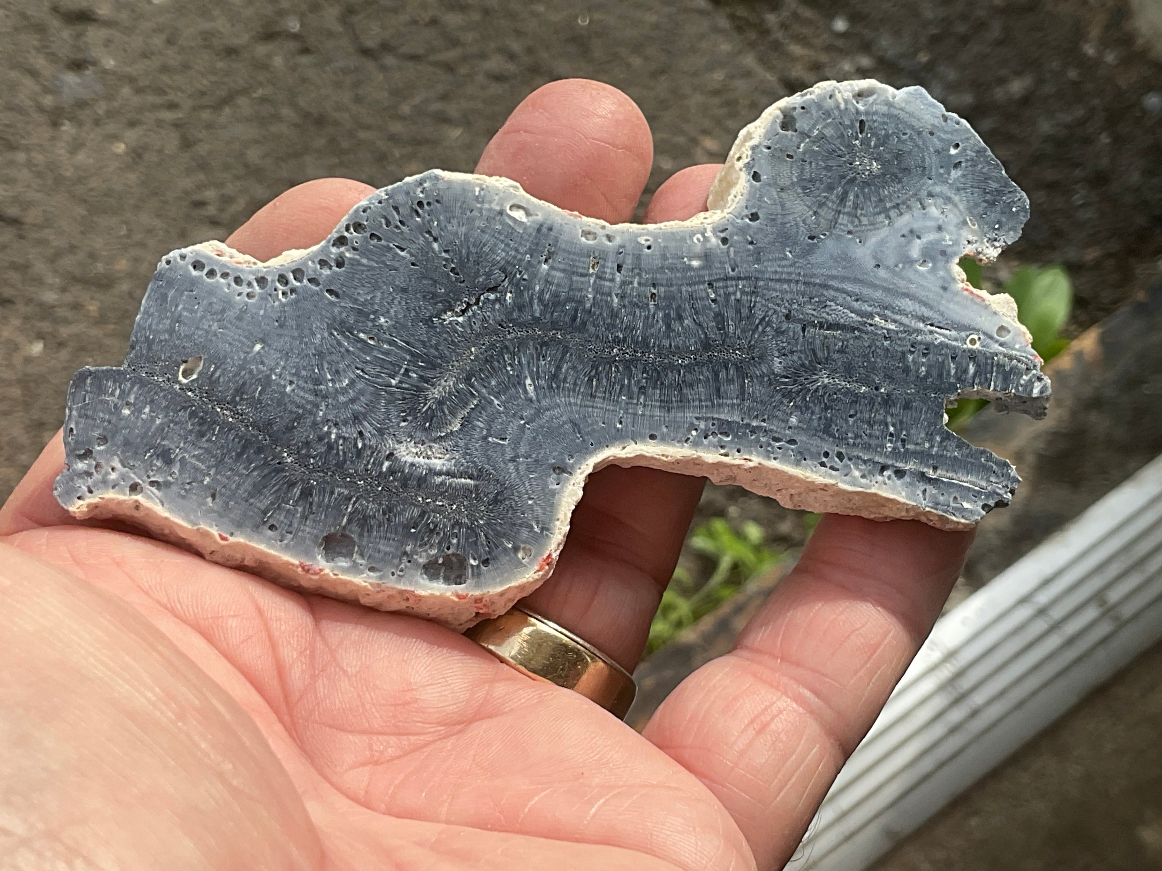 60g Natural Blue Coral Fossil Slab 7B
