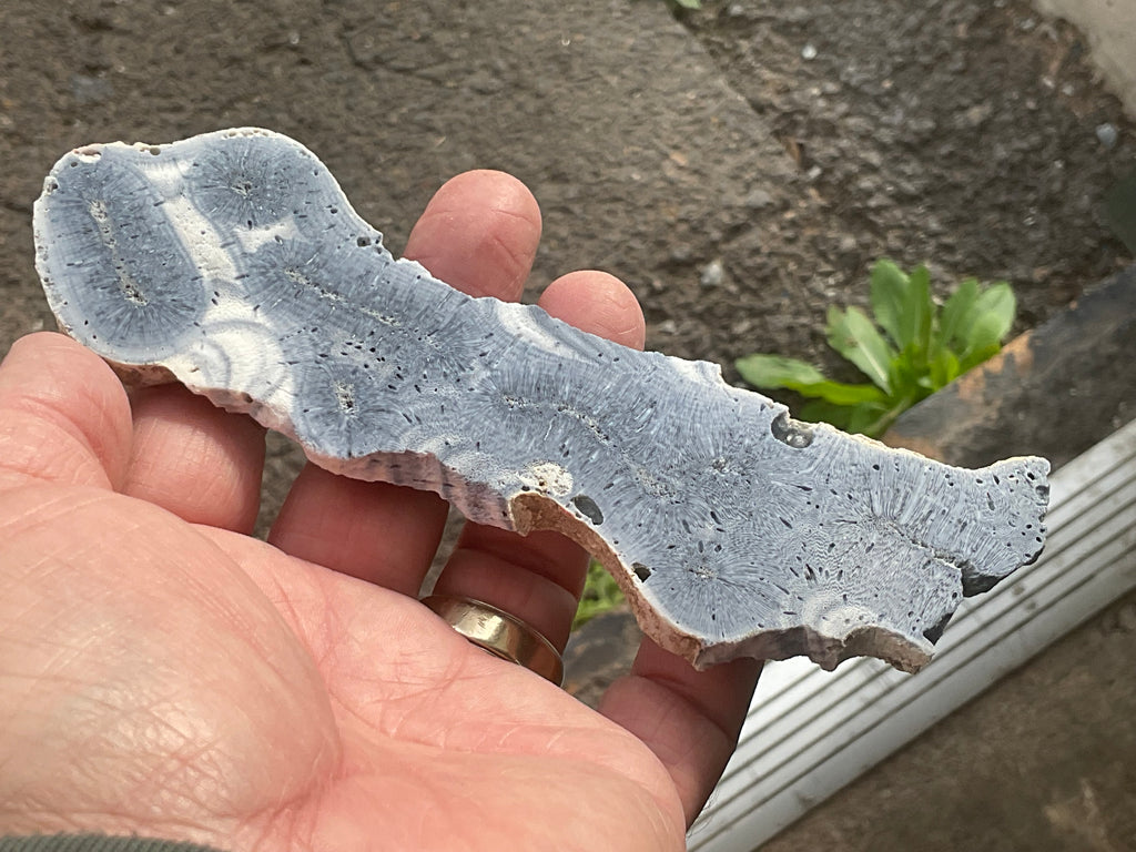 68g Natural Blue Coral Fossil Slab 8A