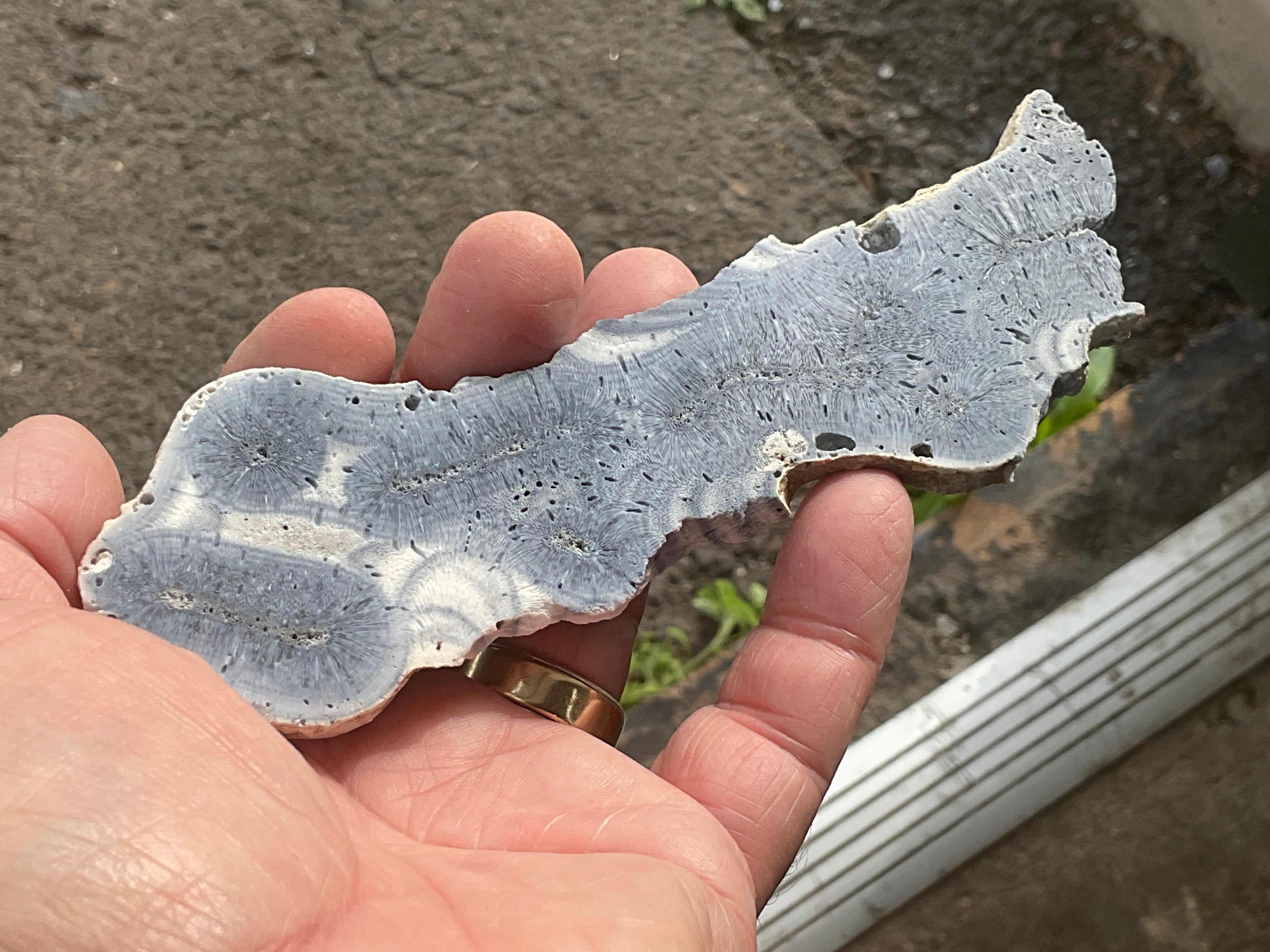 68g Natural Blue Coral Fossil Slab 8A