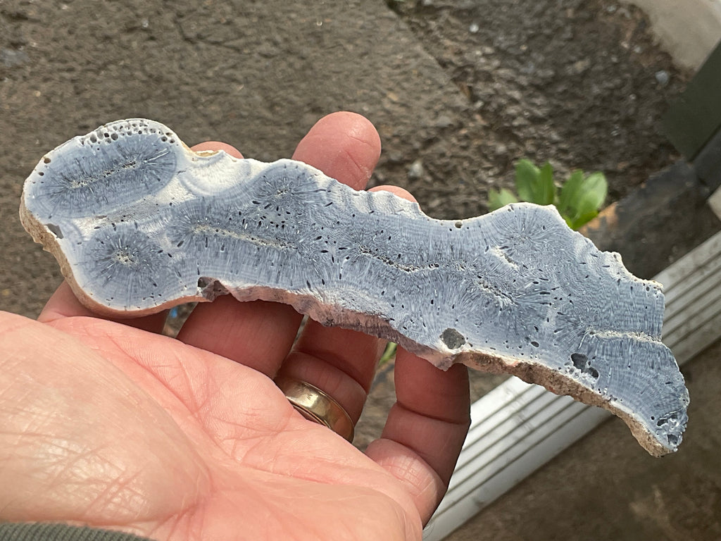 68g Natural Blue Coral Fossil Slab 8A