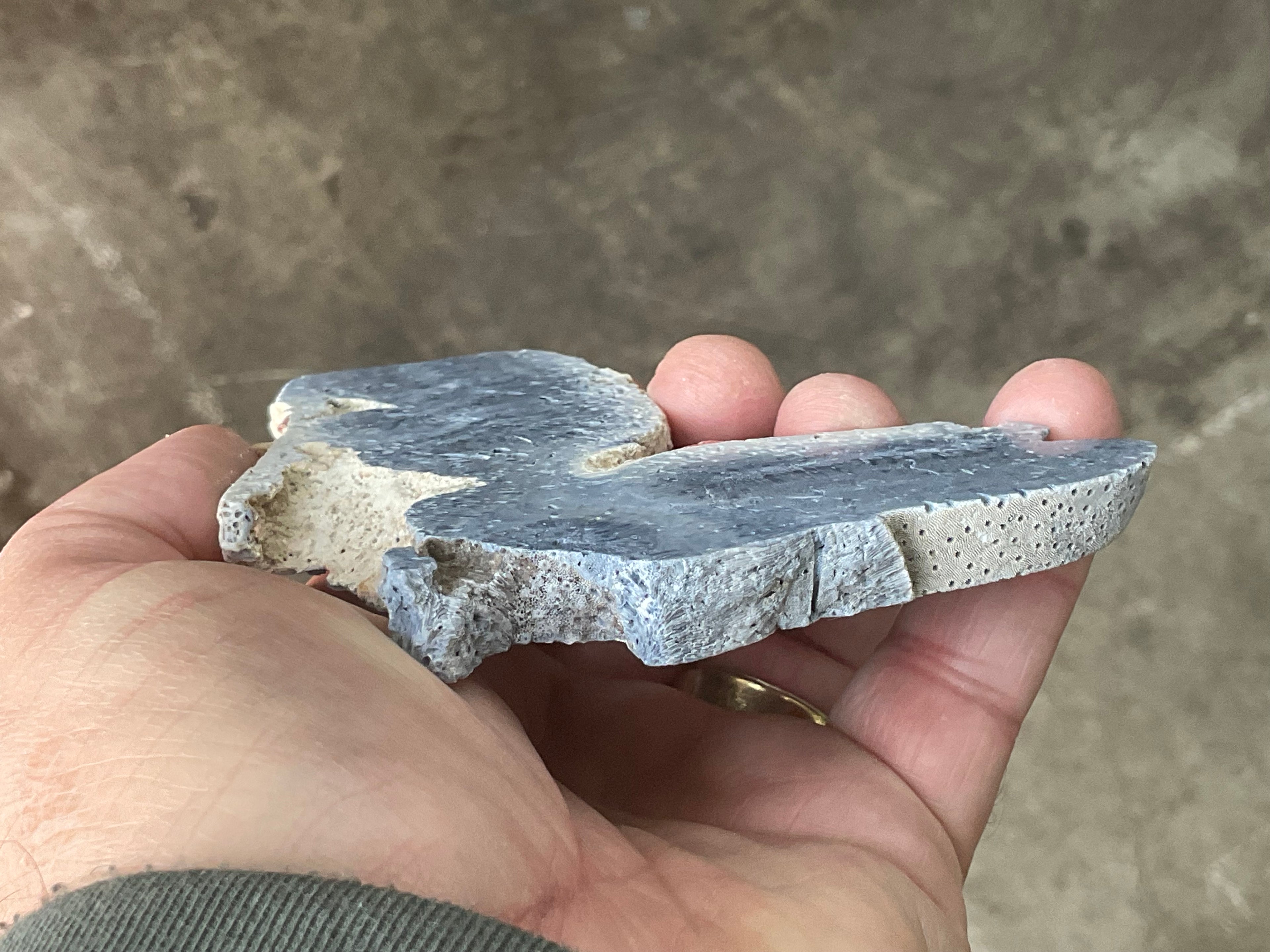 92g Natural Blue Coral Fossil Slab 9A