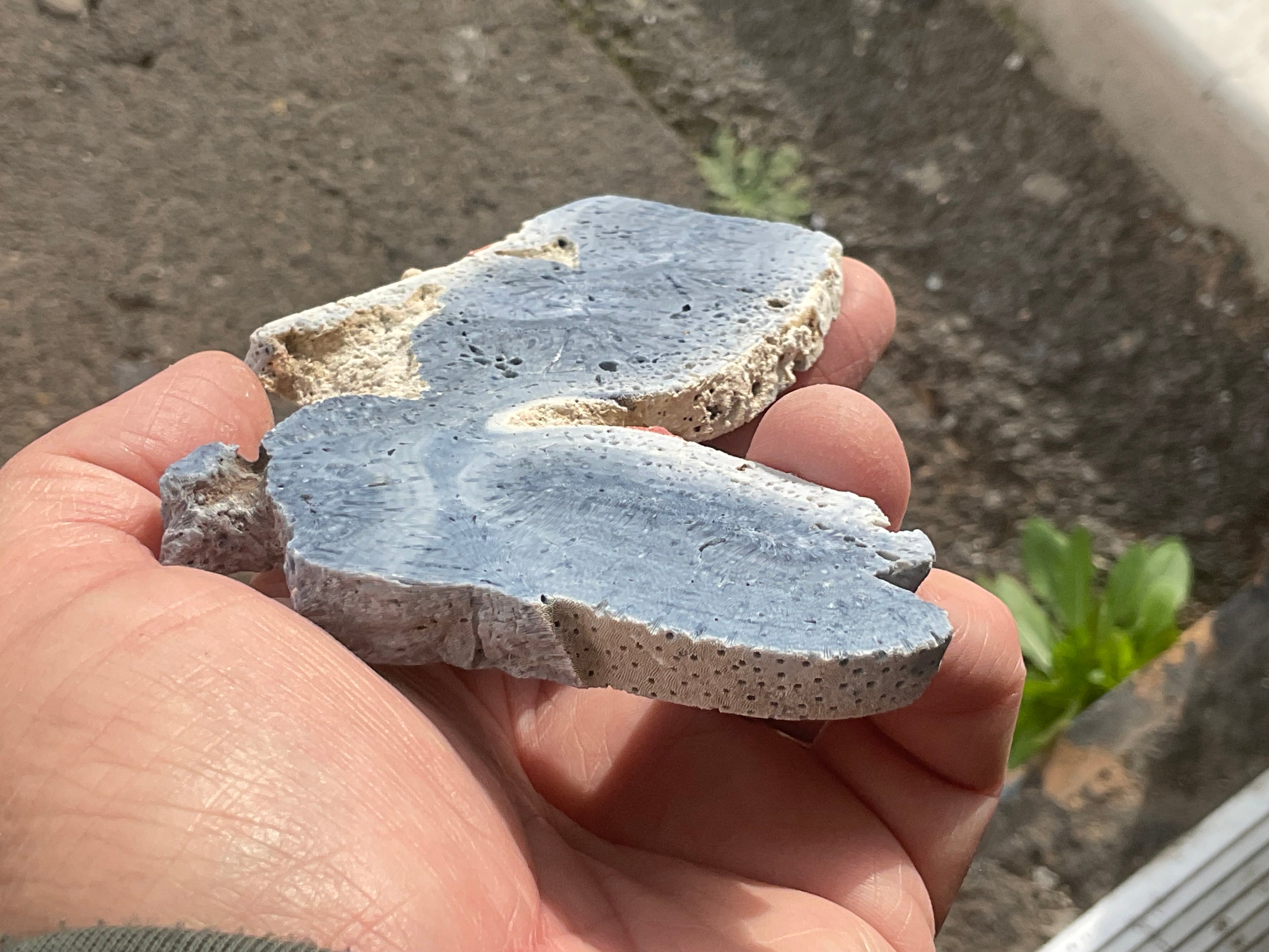 92g Natural Blue Coral Fossil Slab 9A