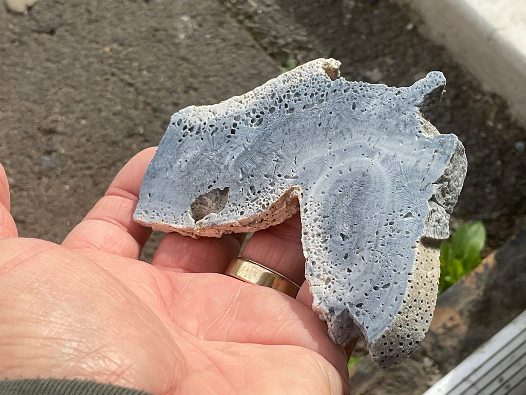 92g Natural Blue Coral Fossil Slab 9A