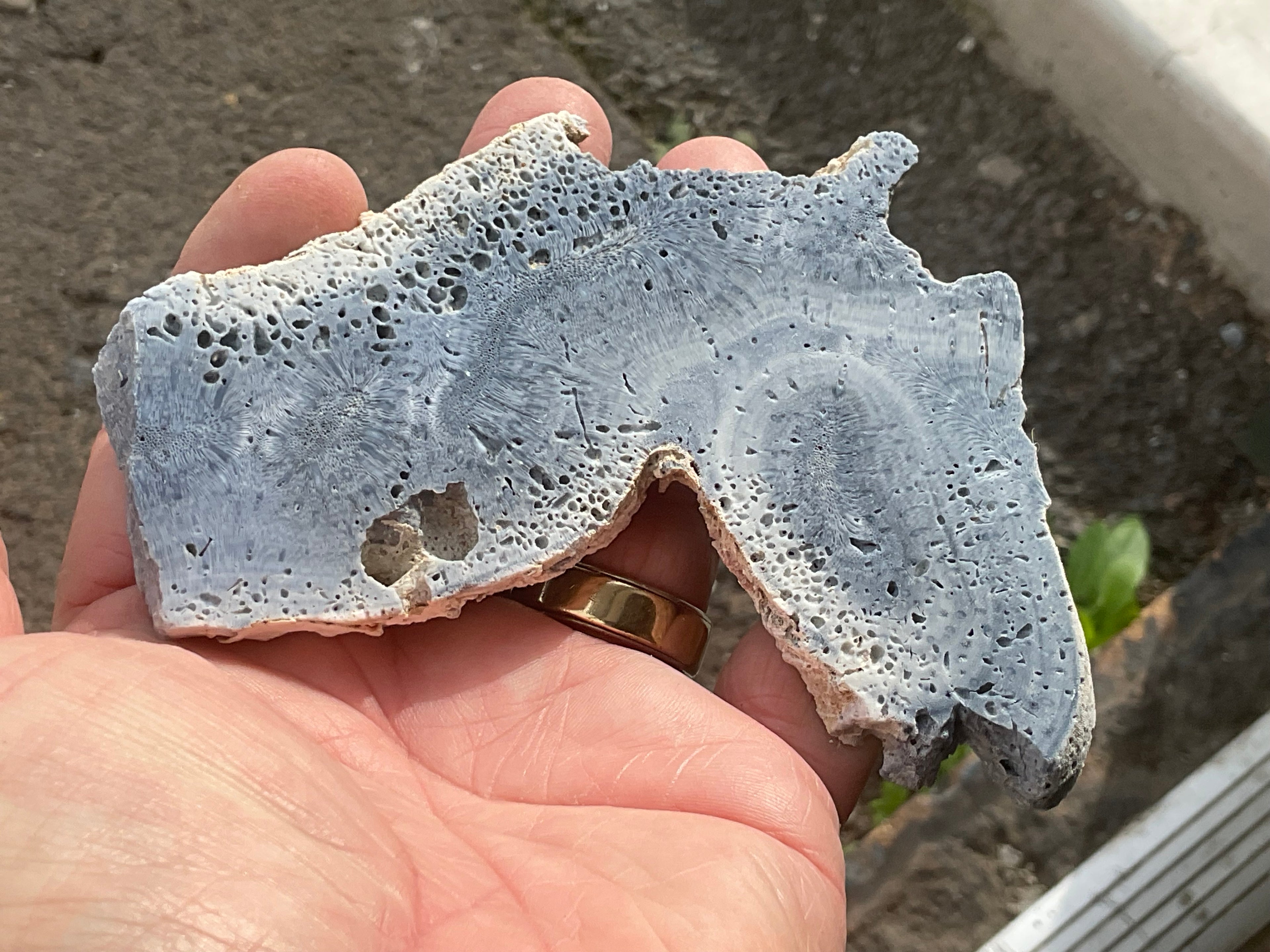 92g Natural Blue Coral Fossil Slab 9A