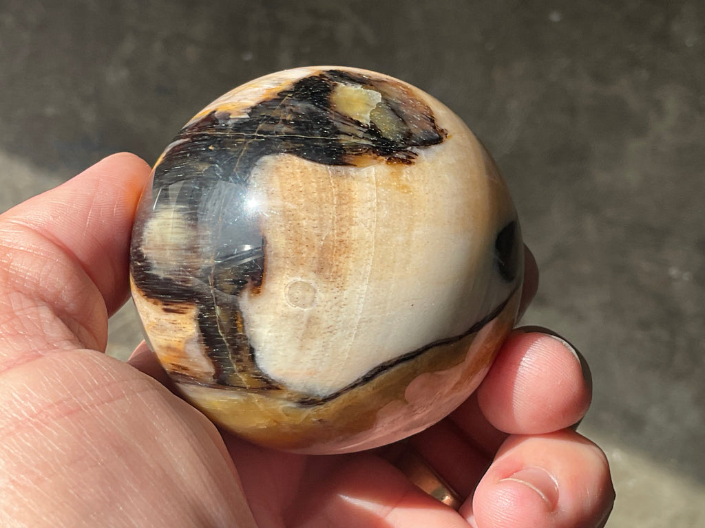 226g (6cm diameter) Opalized/Agatised Wood Sphere 1B from Springsure