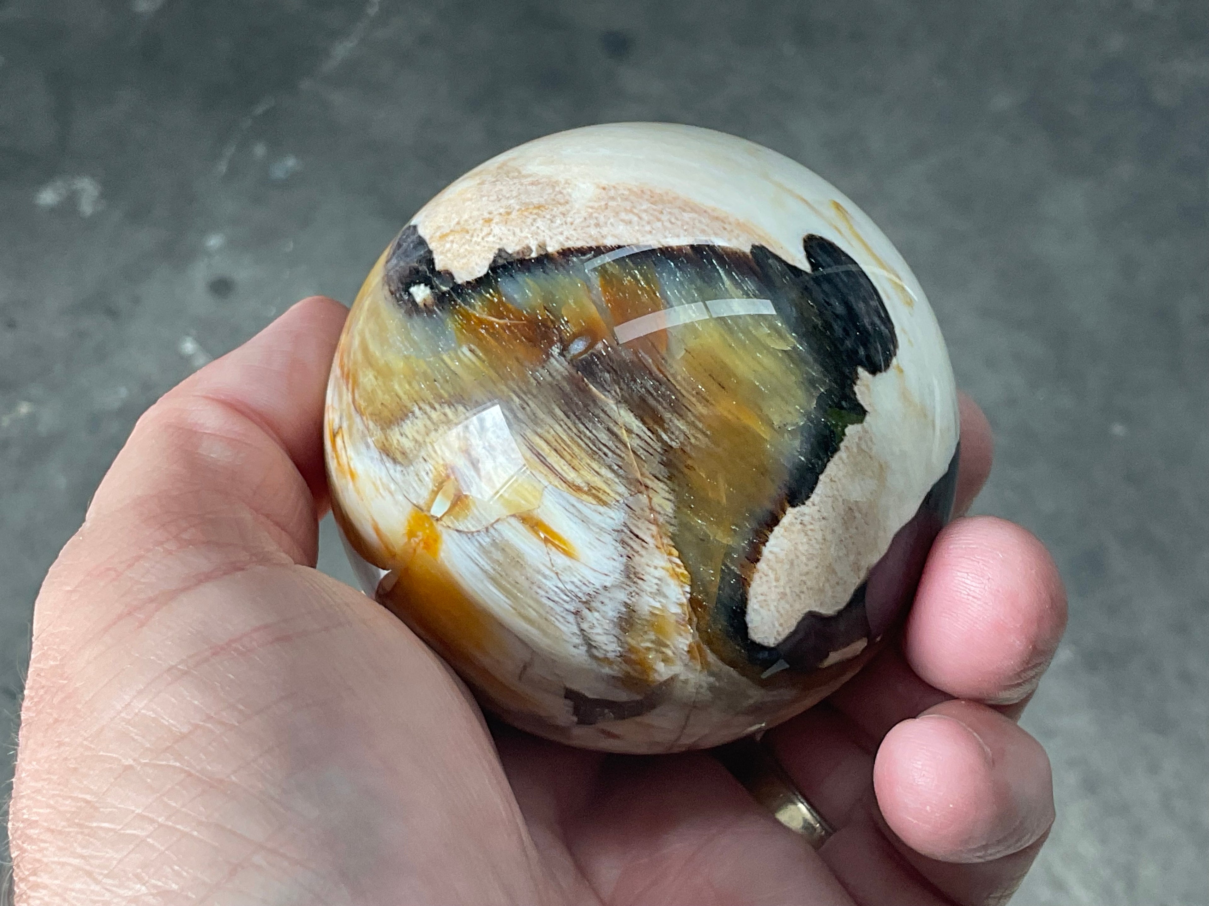 346g (7cm diameter) Opalised/Agatised Wood Sphere 2C from Springsure