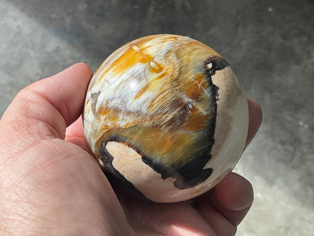 346g (7cm diameter) Opalised/Agatised Wood Sphere 2C from Springsure
