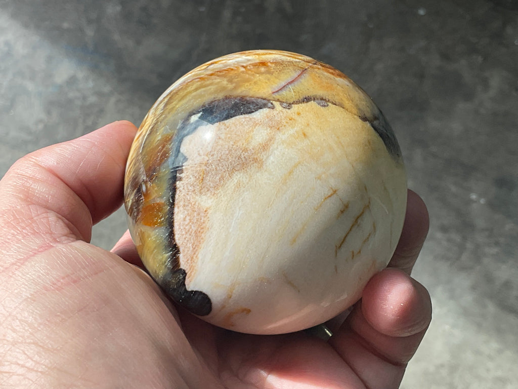346g (7cm diameter) Opalised/Agatised Wood Sphere 2C from Springsure