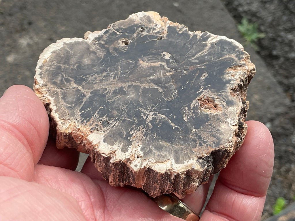 124g Indonesian Petrified Wood Polished Slab 1A