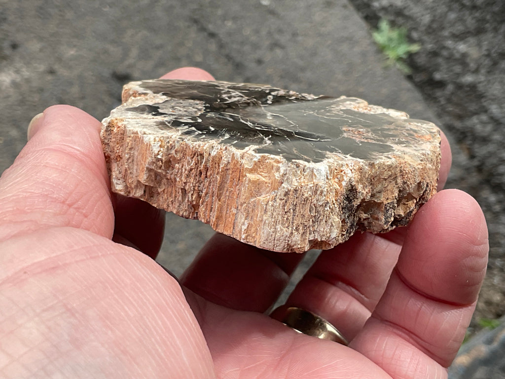 124g Indonesian Petrified Wood Polished Slab 1A