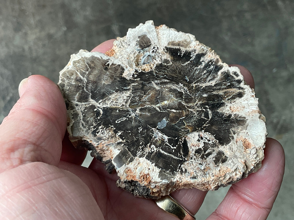 122g Indonesian Petrified Wood Polished Slab 1B