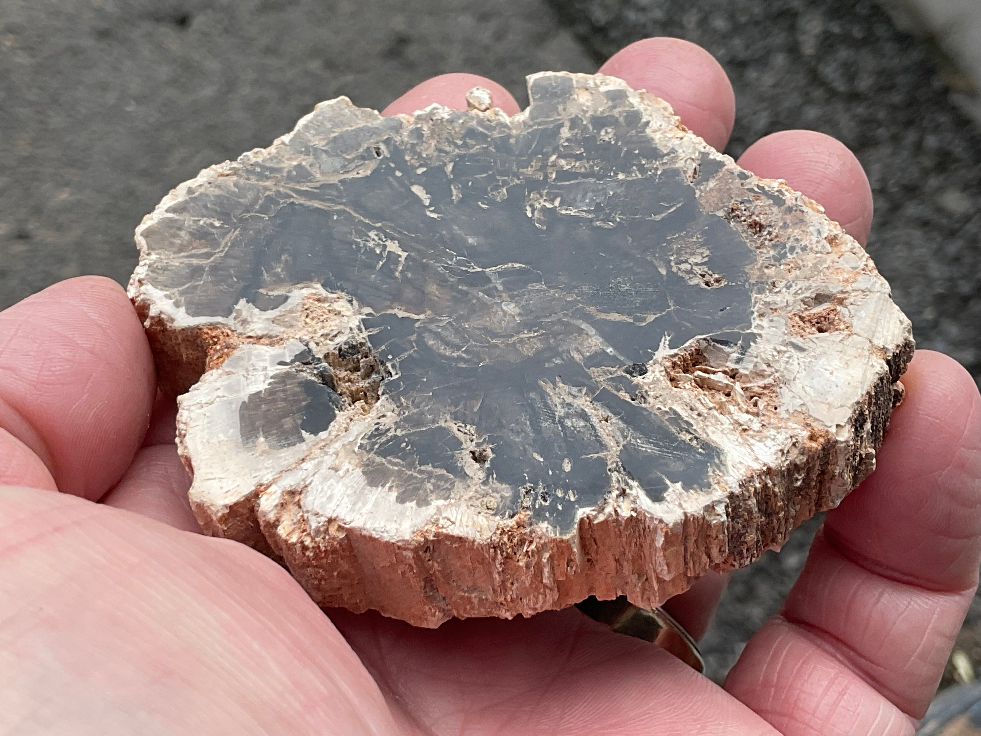 122g Indonesian Petrified Wood Polished Slab 1B