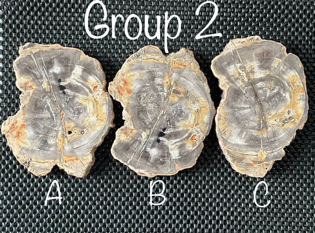 452g Indonesian Petrified Wood Polished Slab 2B