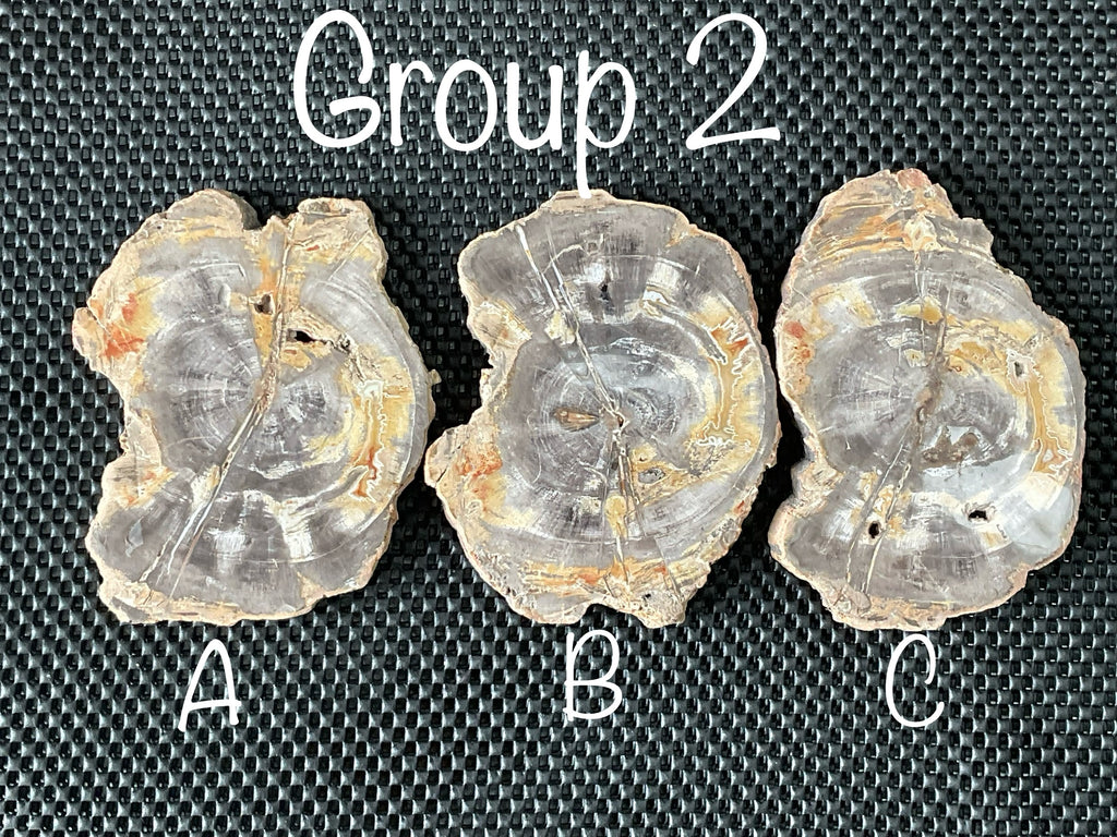 452g Indonesian Petrified Wood Polished Slab 2B