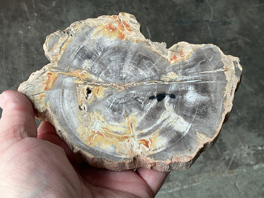 430g Indonesian Petrified Wood Polished Slab 2A