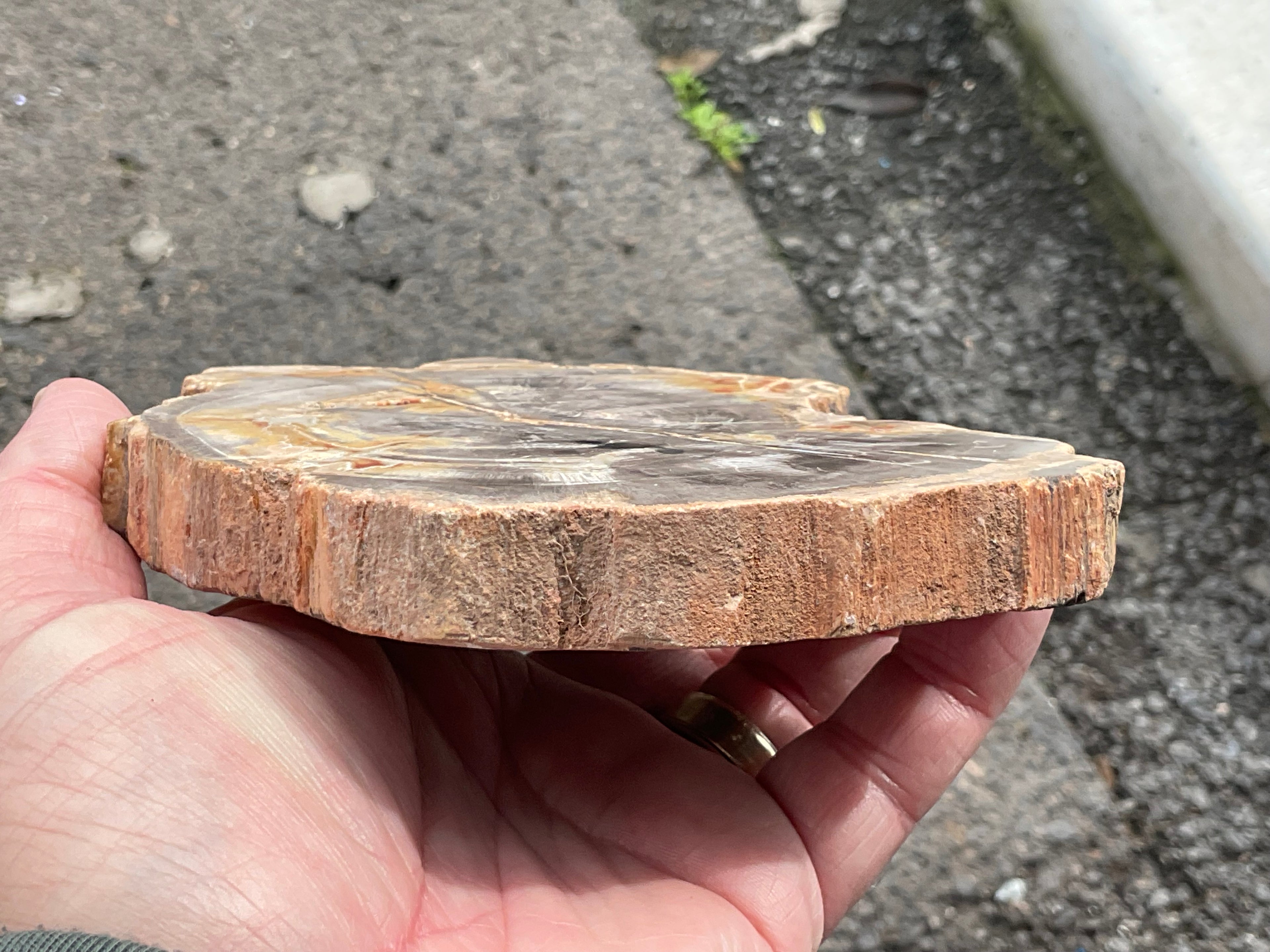 430g Indonesian Petrified Wood Polished Slab 2A