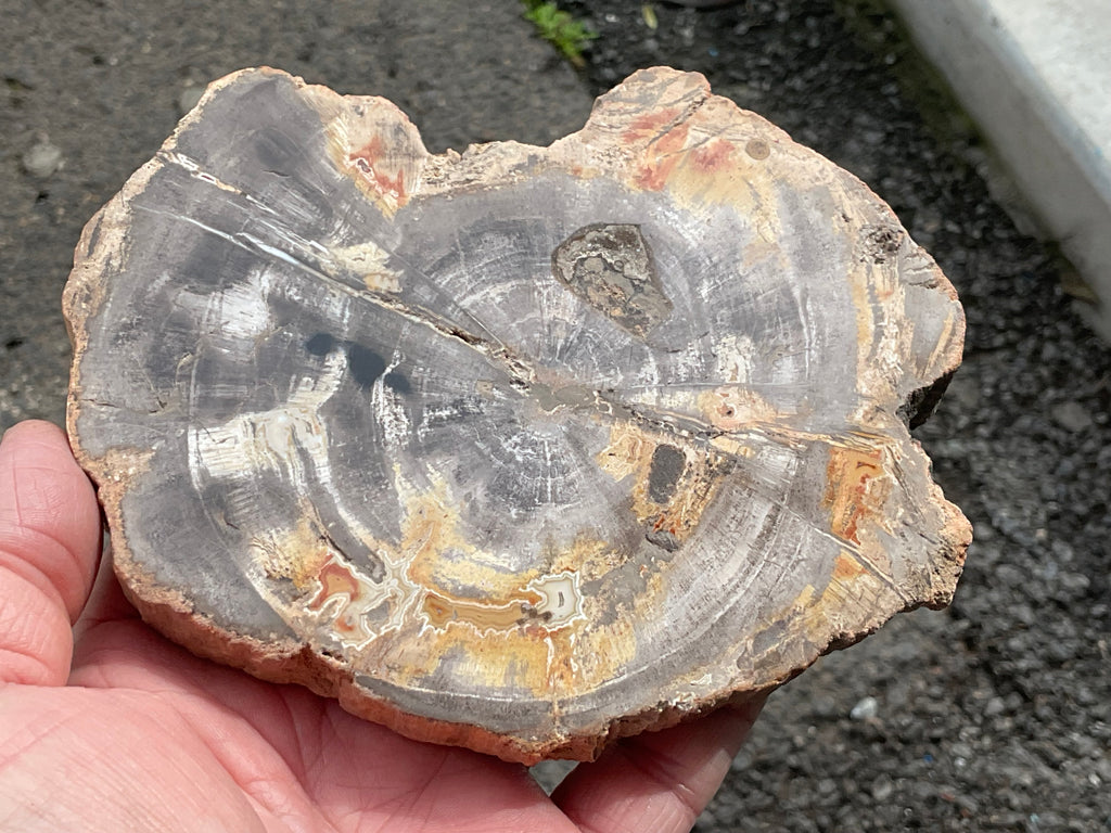452g Indonesian Petrified Wood Polished Slab 2B