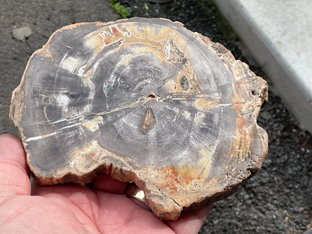 452g Indonesian Petrified Wood Polished Slab 2B