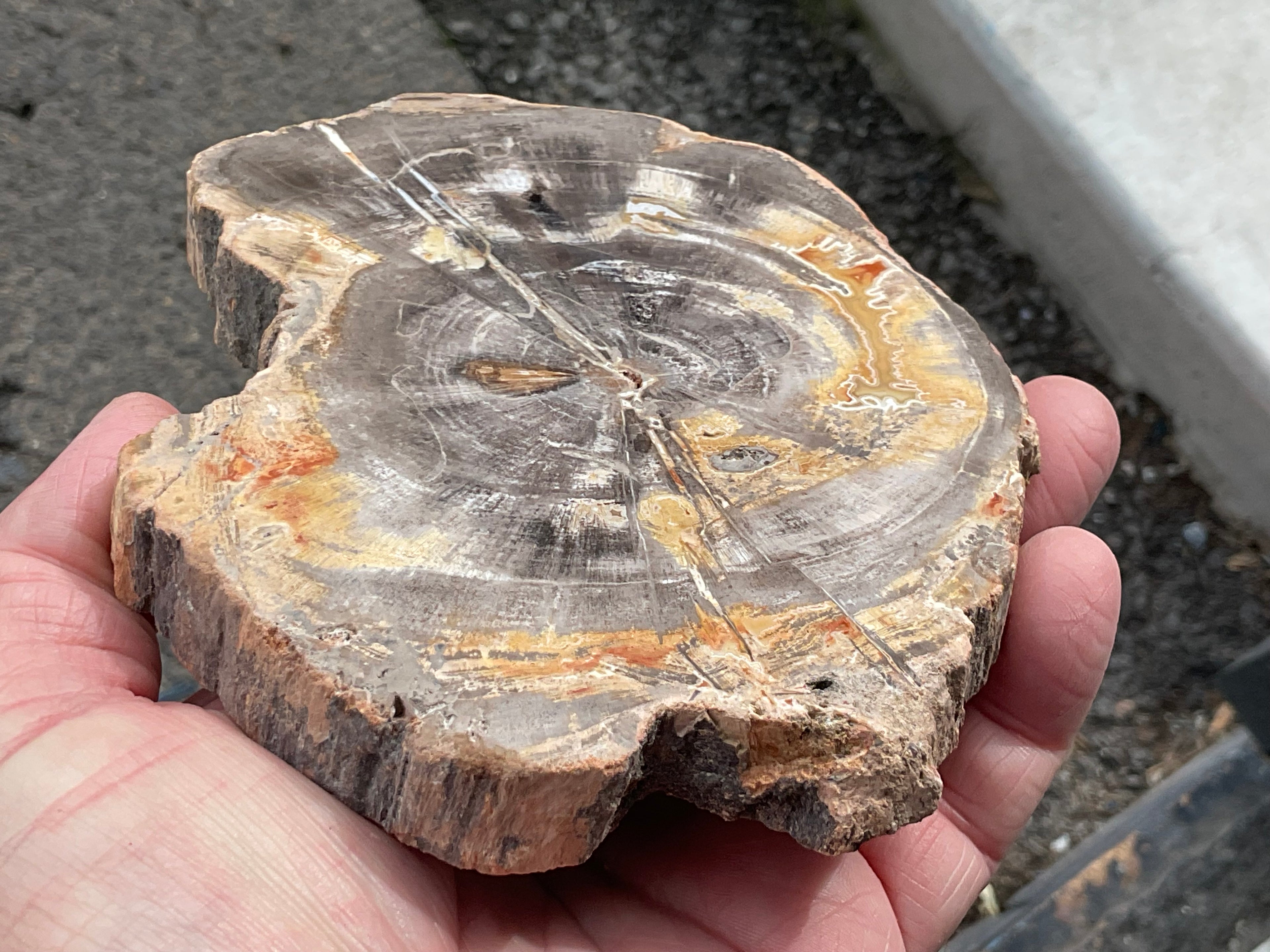 452g Indonesian Petrified Wood Polished Slab 2B