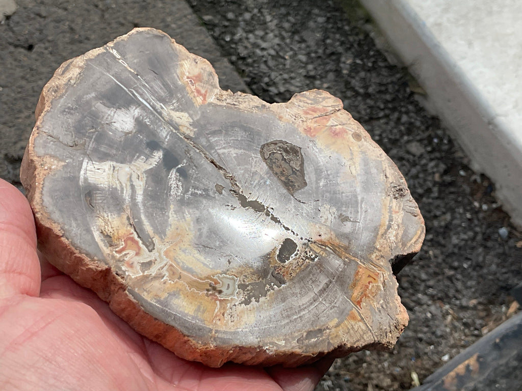 452g Indonesian Petrified Wood Polished Slab 2B