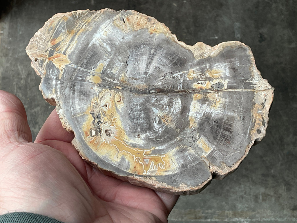 476g Indonesian Petrified Wood Polished Slab 2C