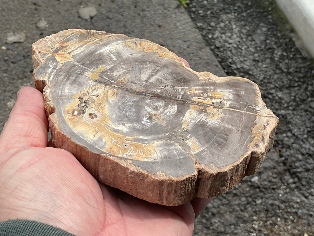 476g Indonesian Petrified Wood Polished Slab 2C