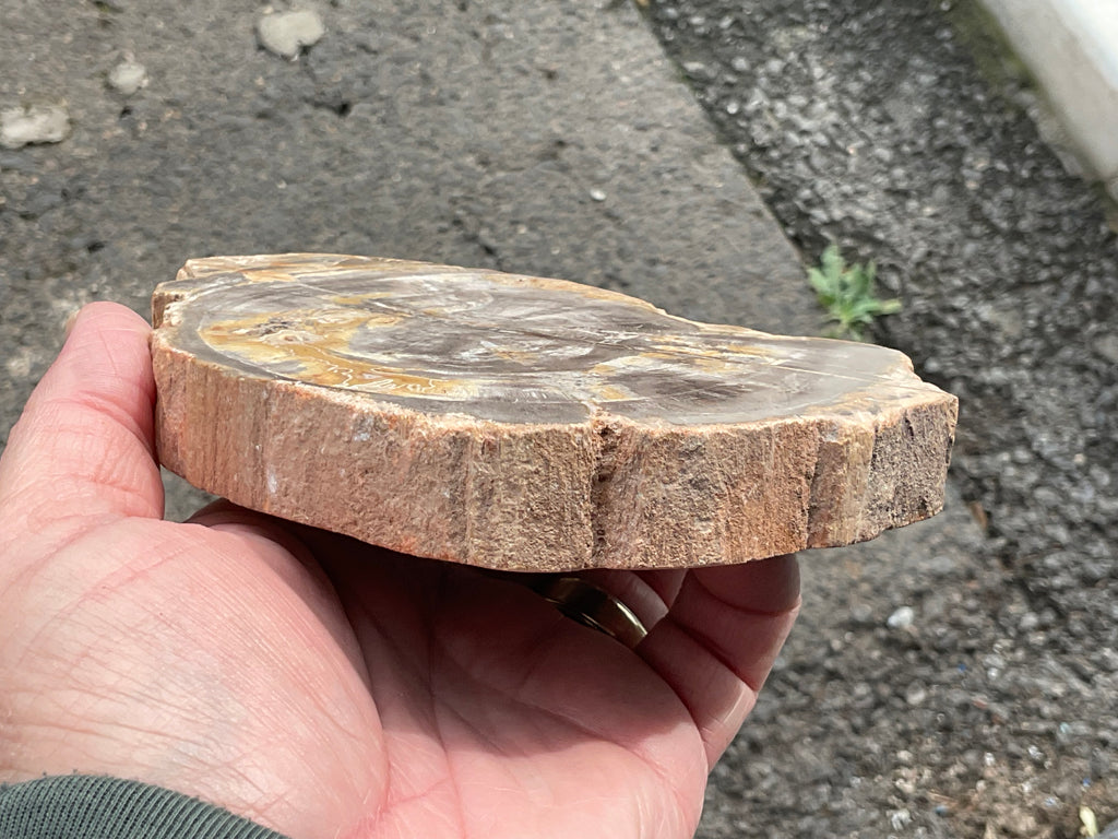 476g Indonesian Petrified Wood Polished Slab 2C