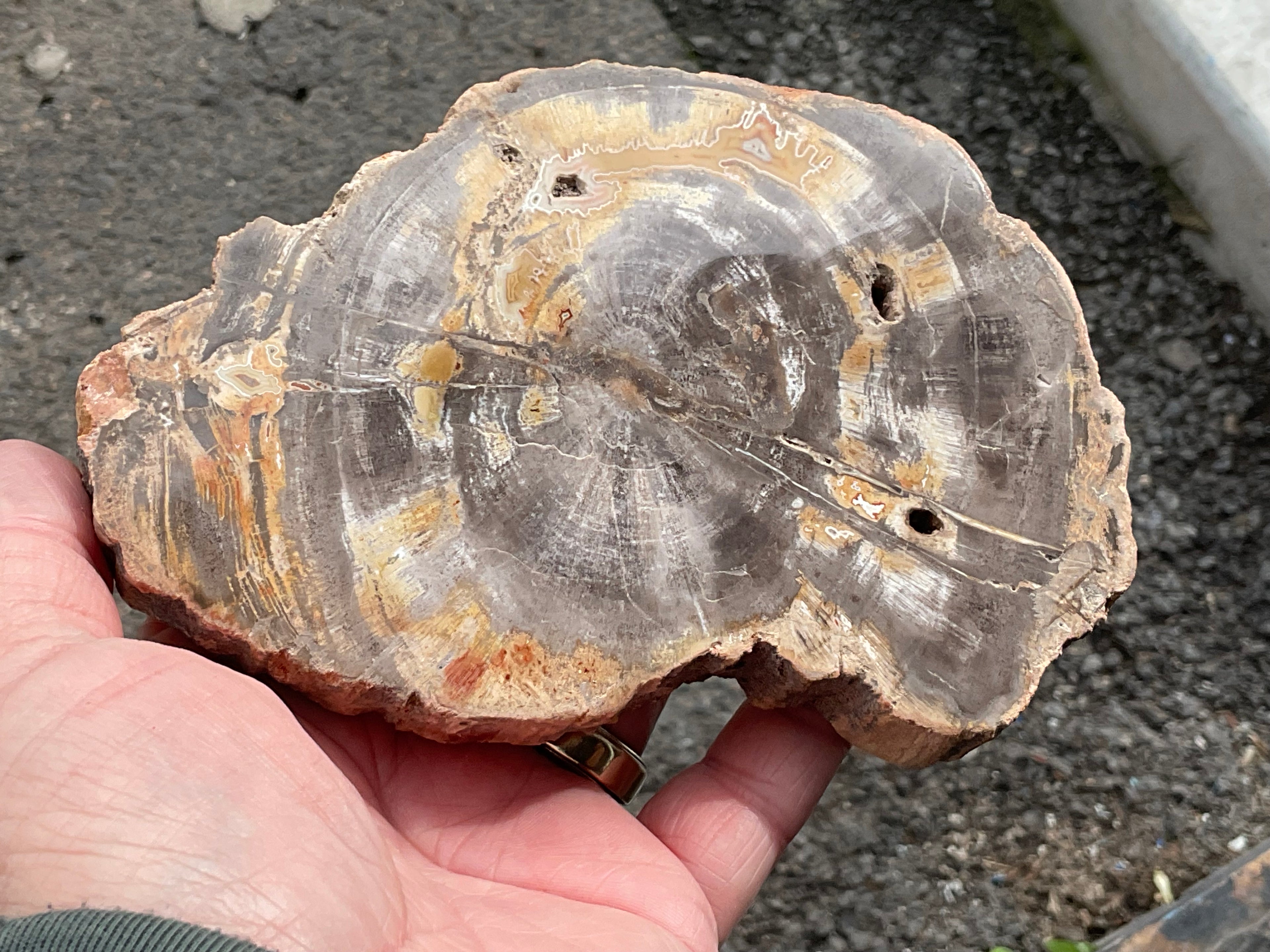 476g Indonesian Petrified Wood Polished Slab 2C