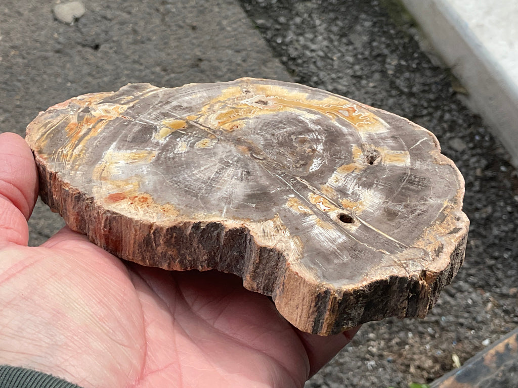 476g Indonesian Petrified Wood Polished Slab 2C