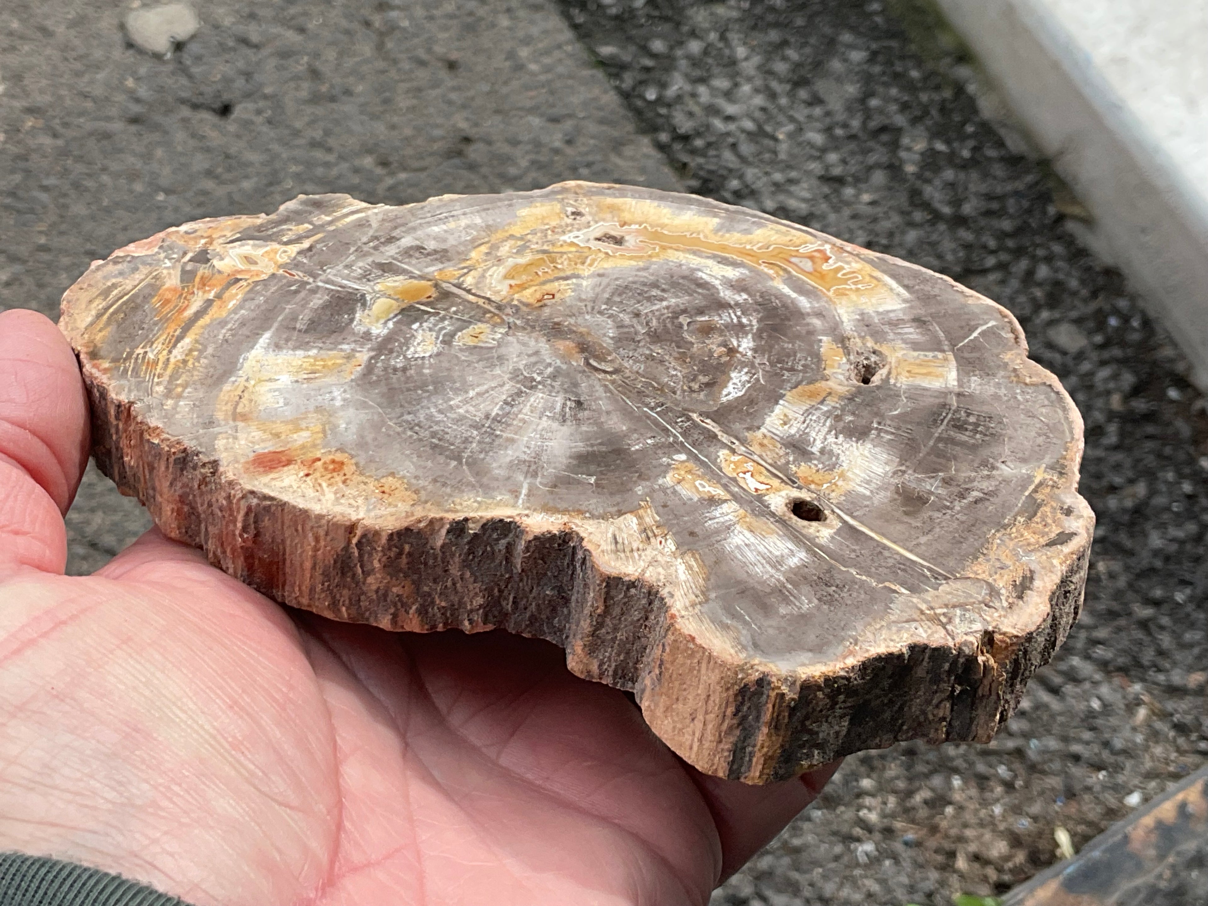 476g Indonesian Petrified Wood Polished Slab 2C