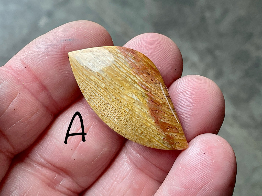 Fossilised Coral Cabachon Group 1