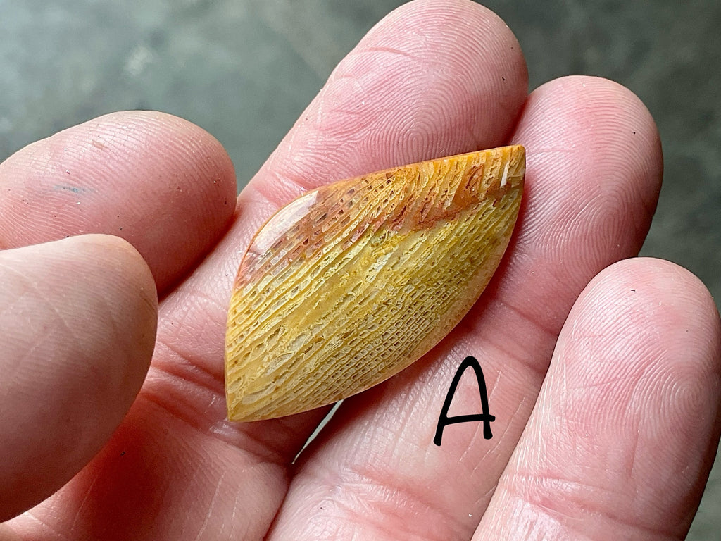 Fossilised Coral Cabachon Group 1