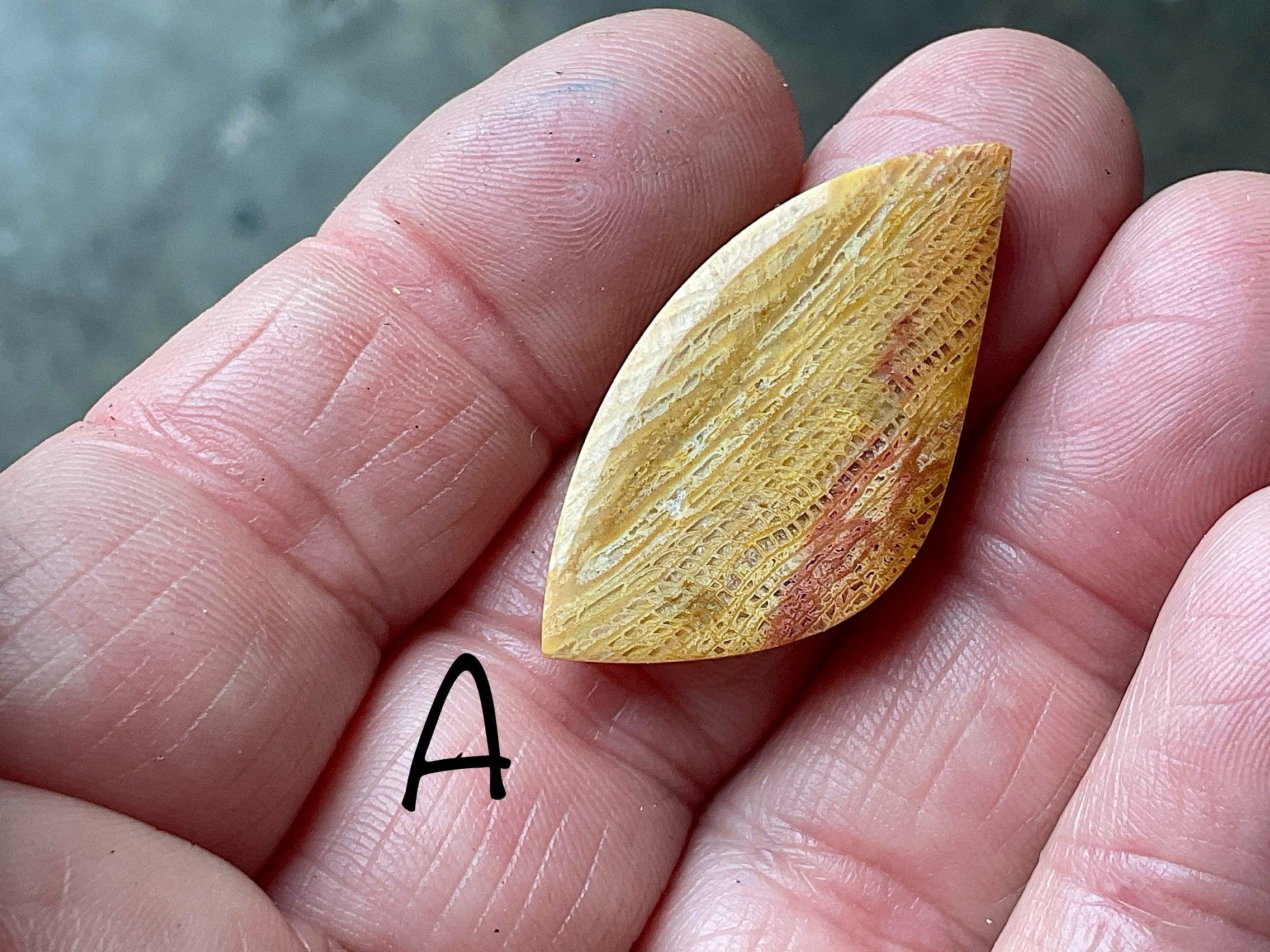 Fossilised Coral Cabachon Group 1