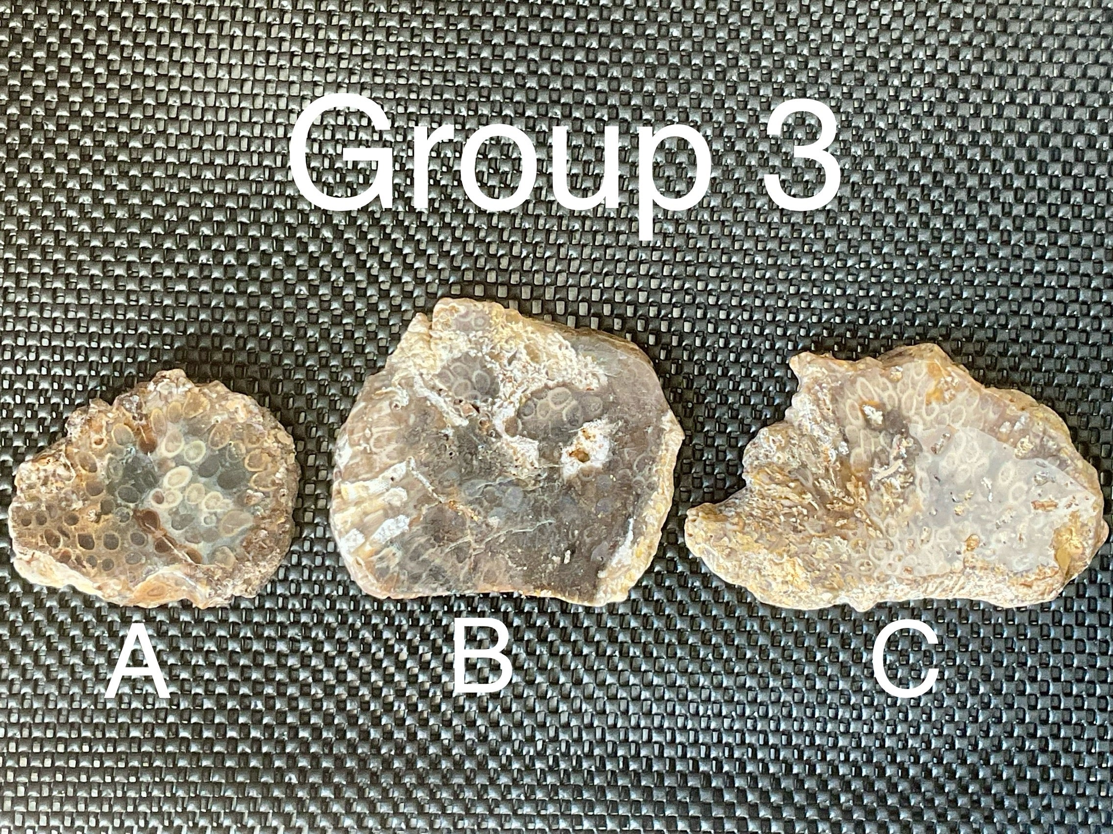 144g Fossilised/Agatised Coral Slab 3A