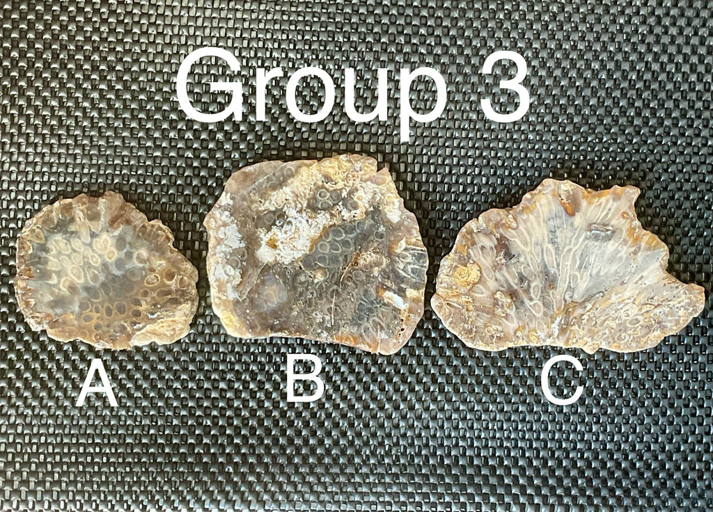 144g Fossilised/Agatised Coral Slab 3A