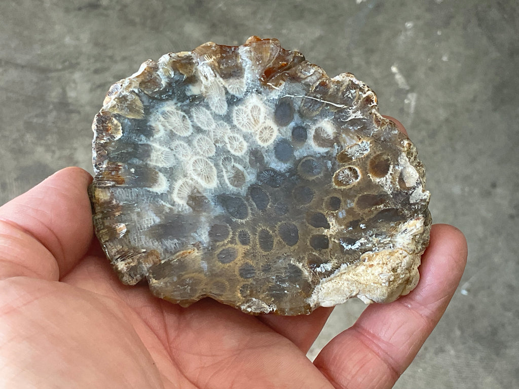 144g Fossilised/Agatised Coral Slab 3A