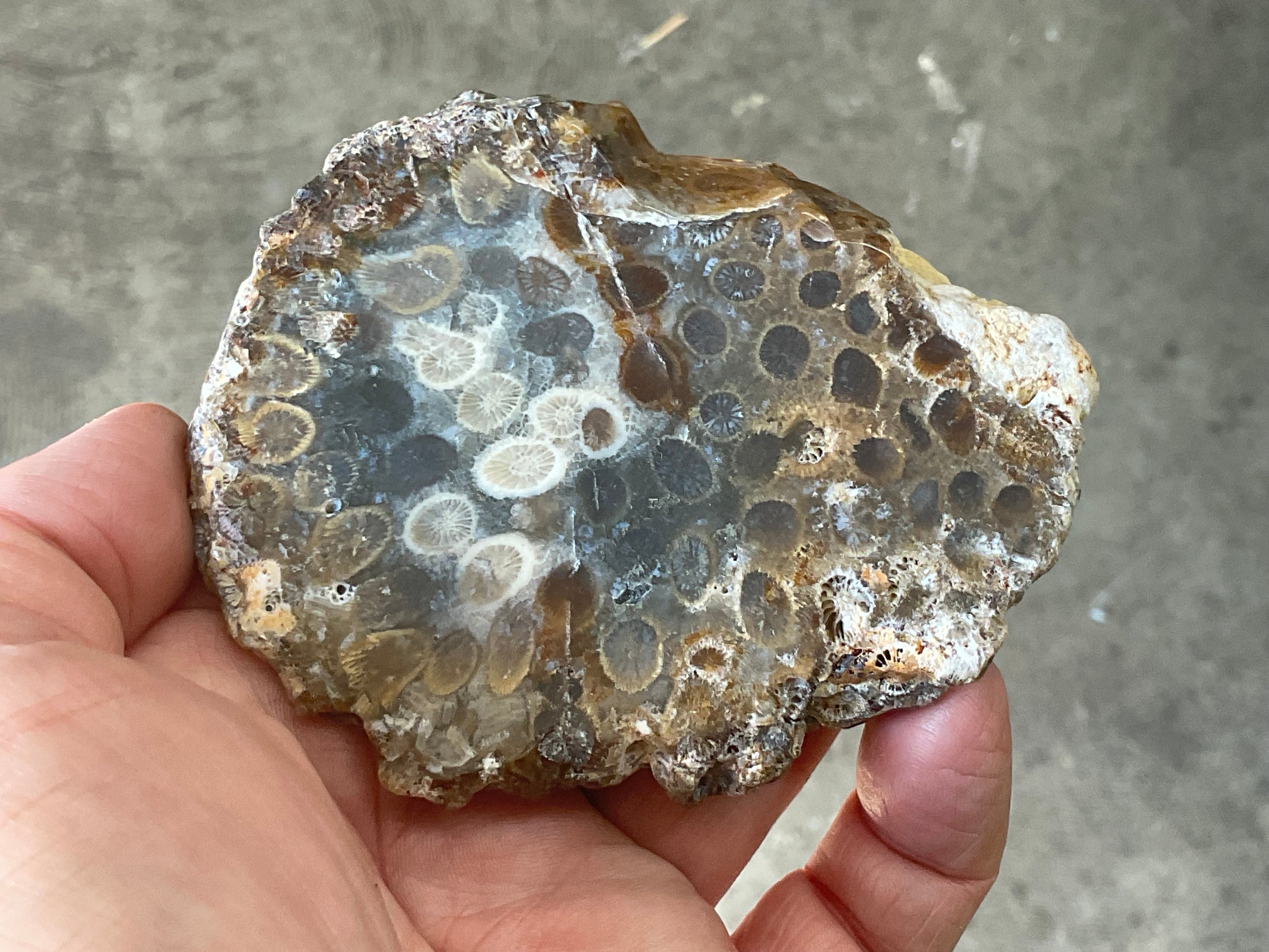 144g Fossilised/Agatised Coral Slab 3A
