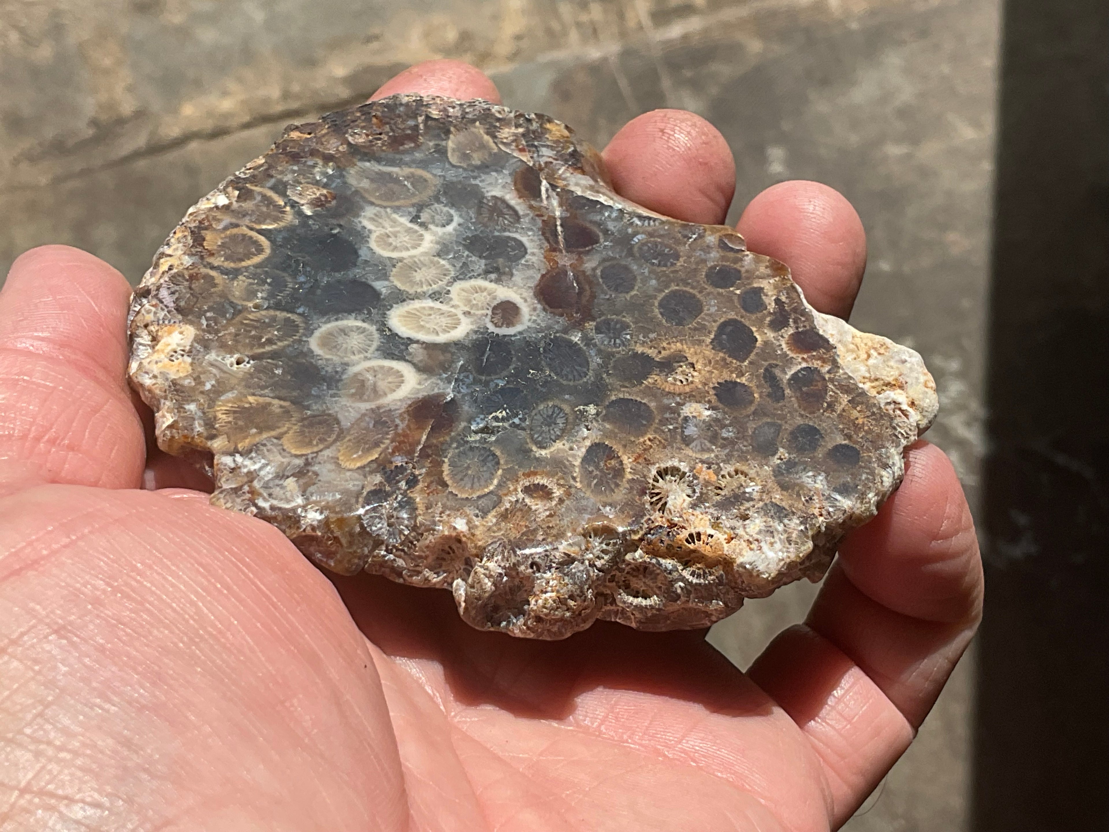 144g Fossilised/Agatised Coral Slab 3A
