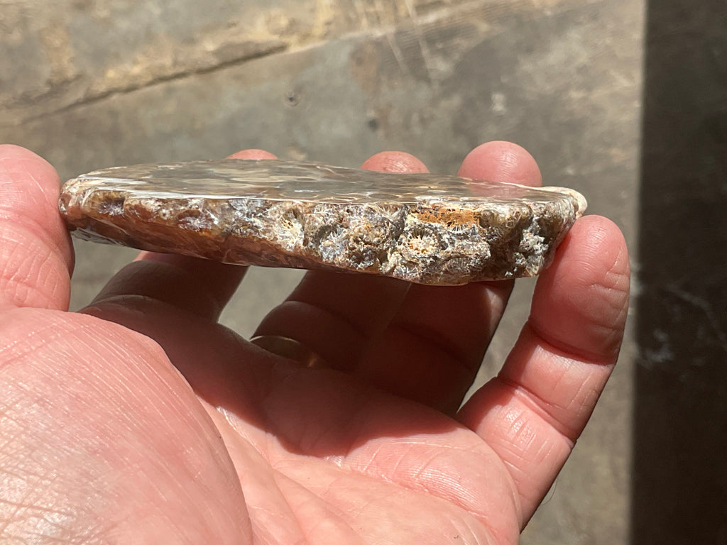 144g Fossilised/Agatised Coral Slab 3A