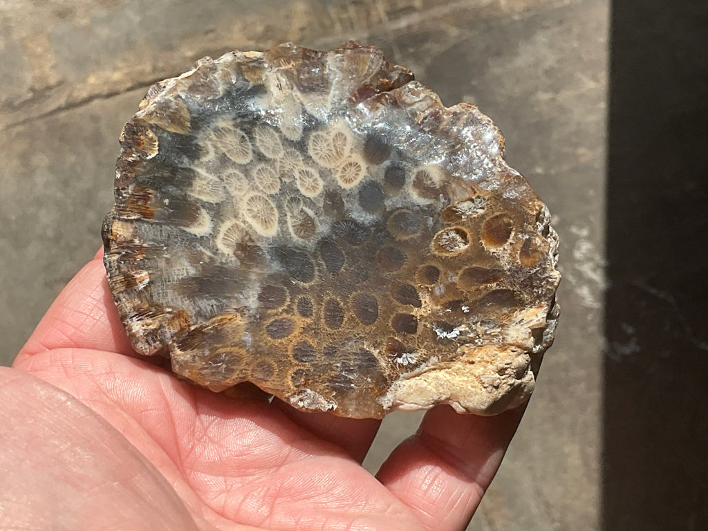 144g Fossilised/Agatised Coral Slab 3A