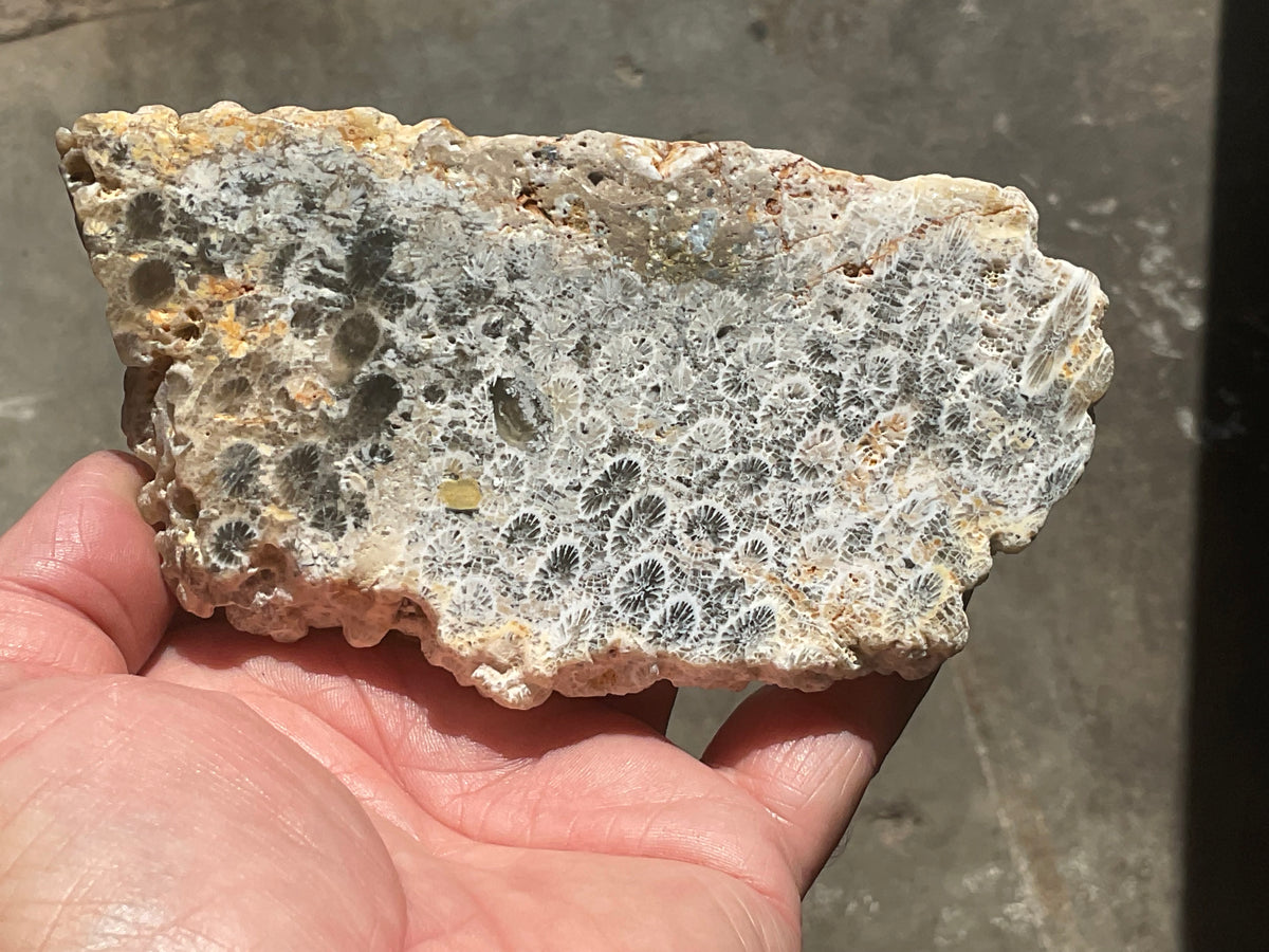 238g Fossilized/Agatised Coral Slab 4A