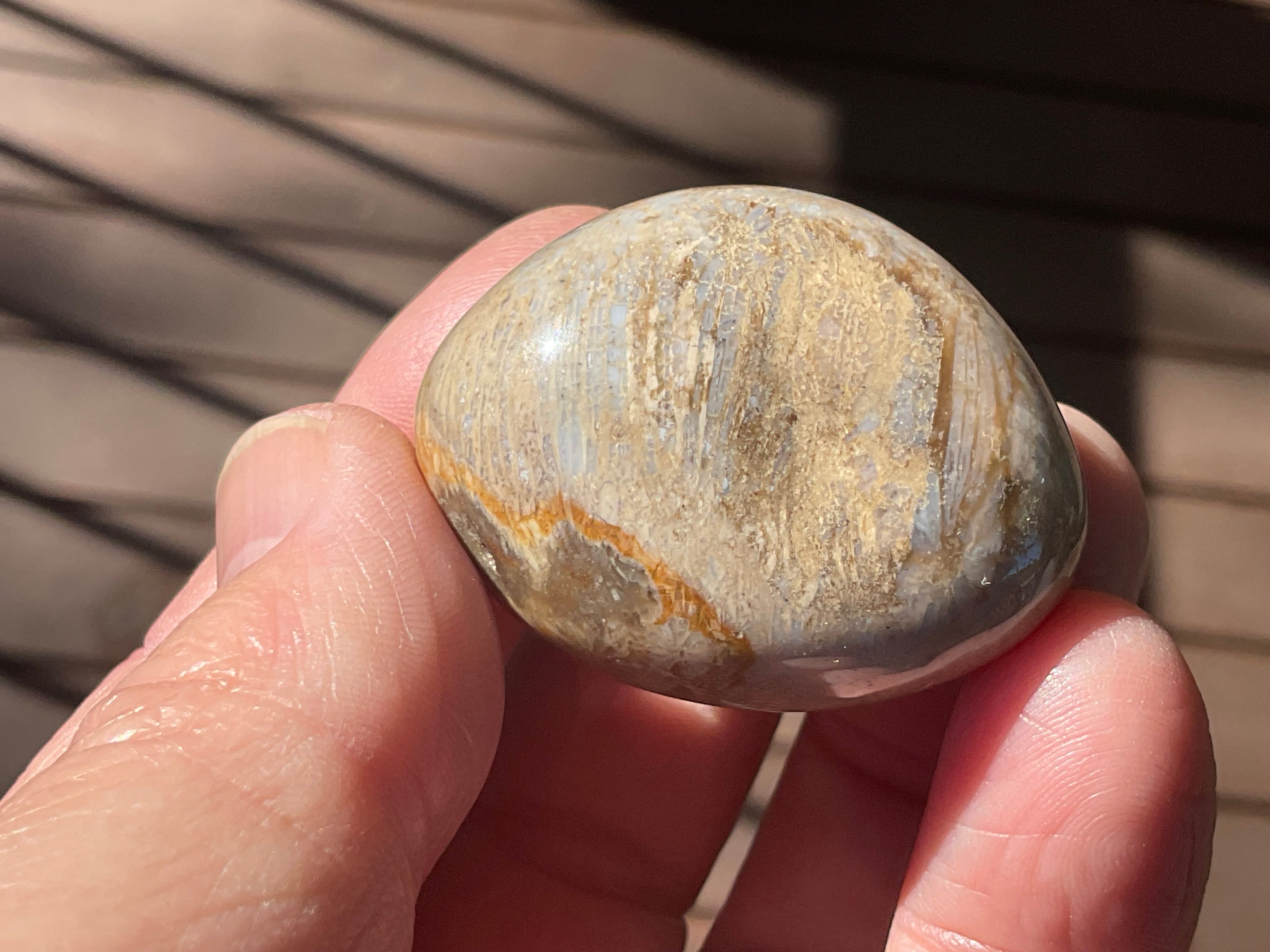 47g Small Fossilised Coral Palmstone A