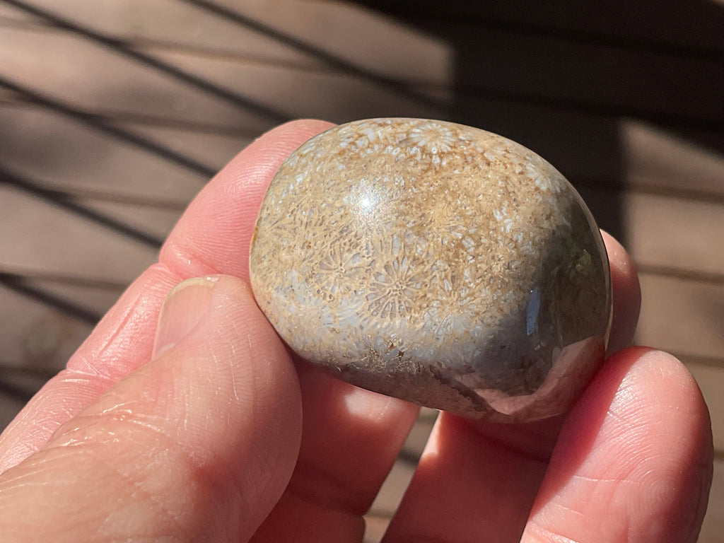 47g Small Fossilised Coral Palmstone A