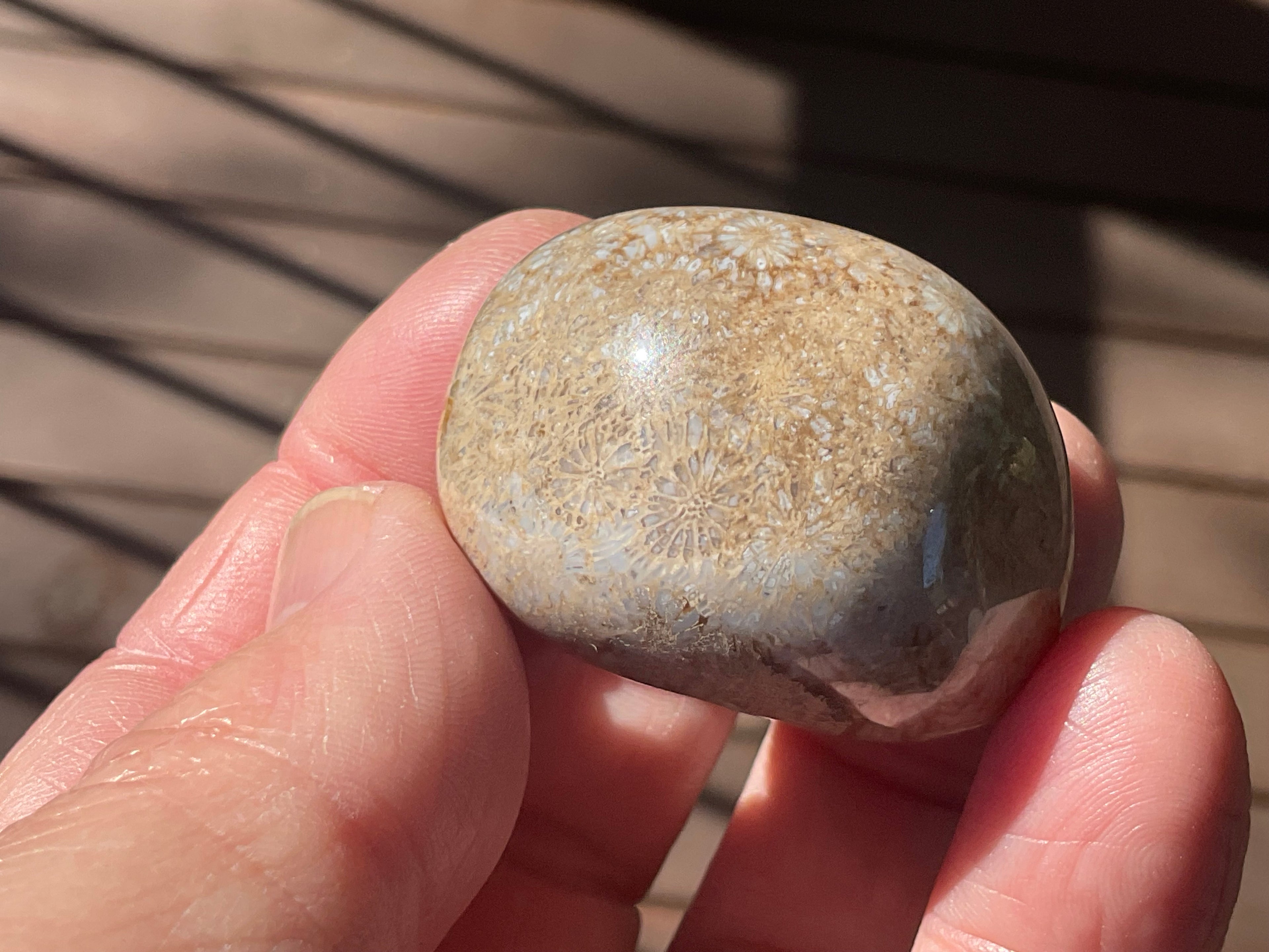 47g Small Fossilised Coral Palmstone A