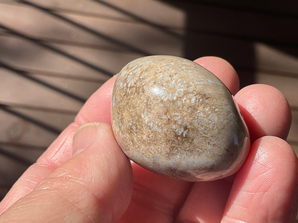 47g Small Fossilised Coral Palmstone A