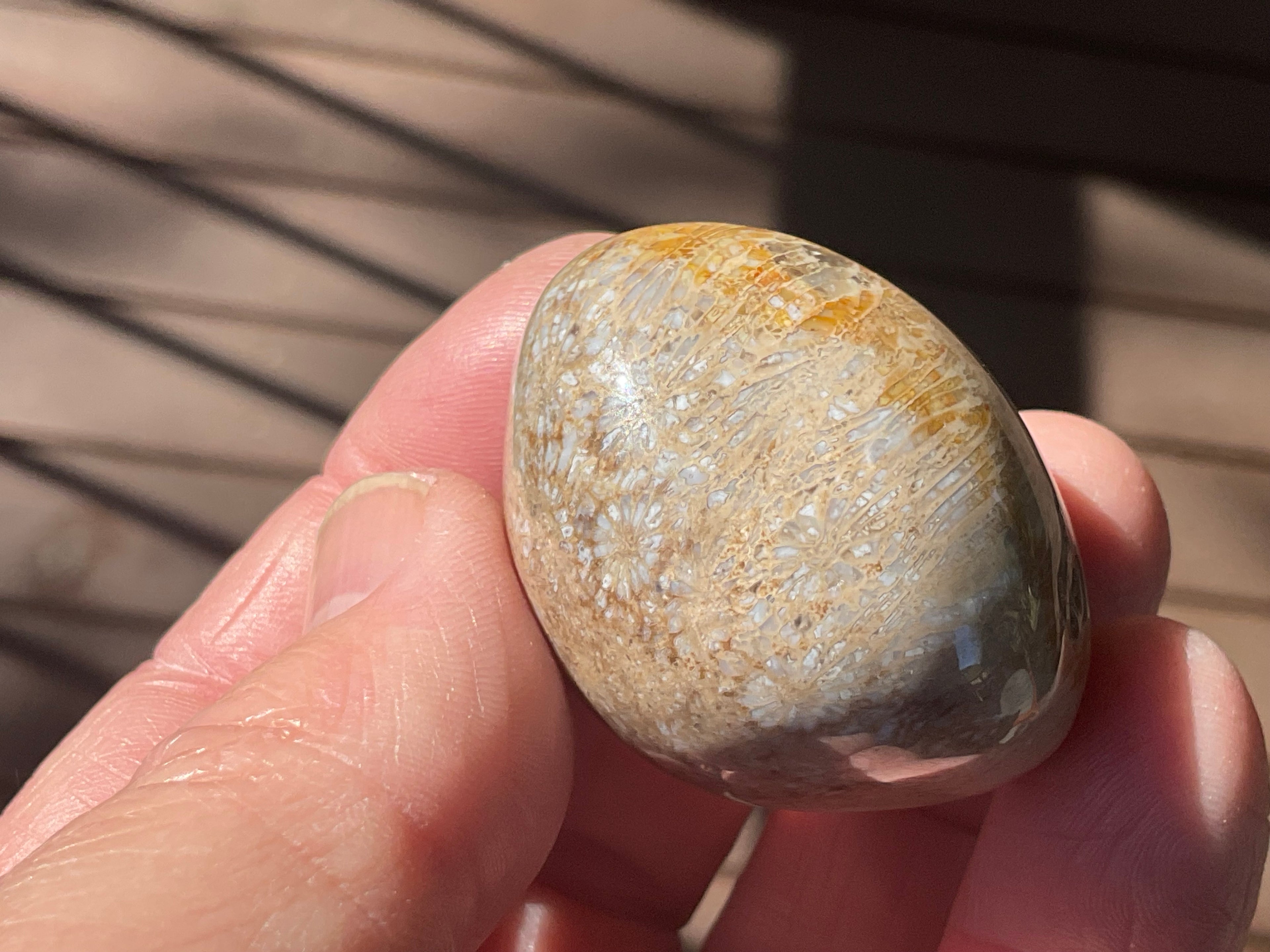 47g Small Fossilised Coral Palmstone A