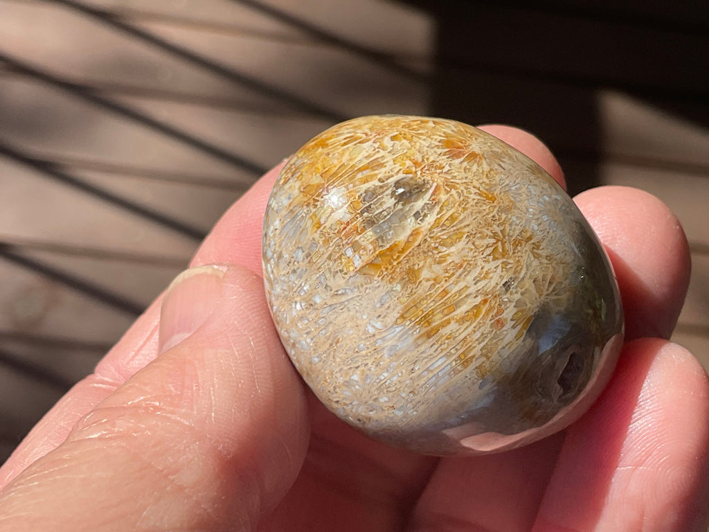 47g Small Fossilised Coral Palmstone A