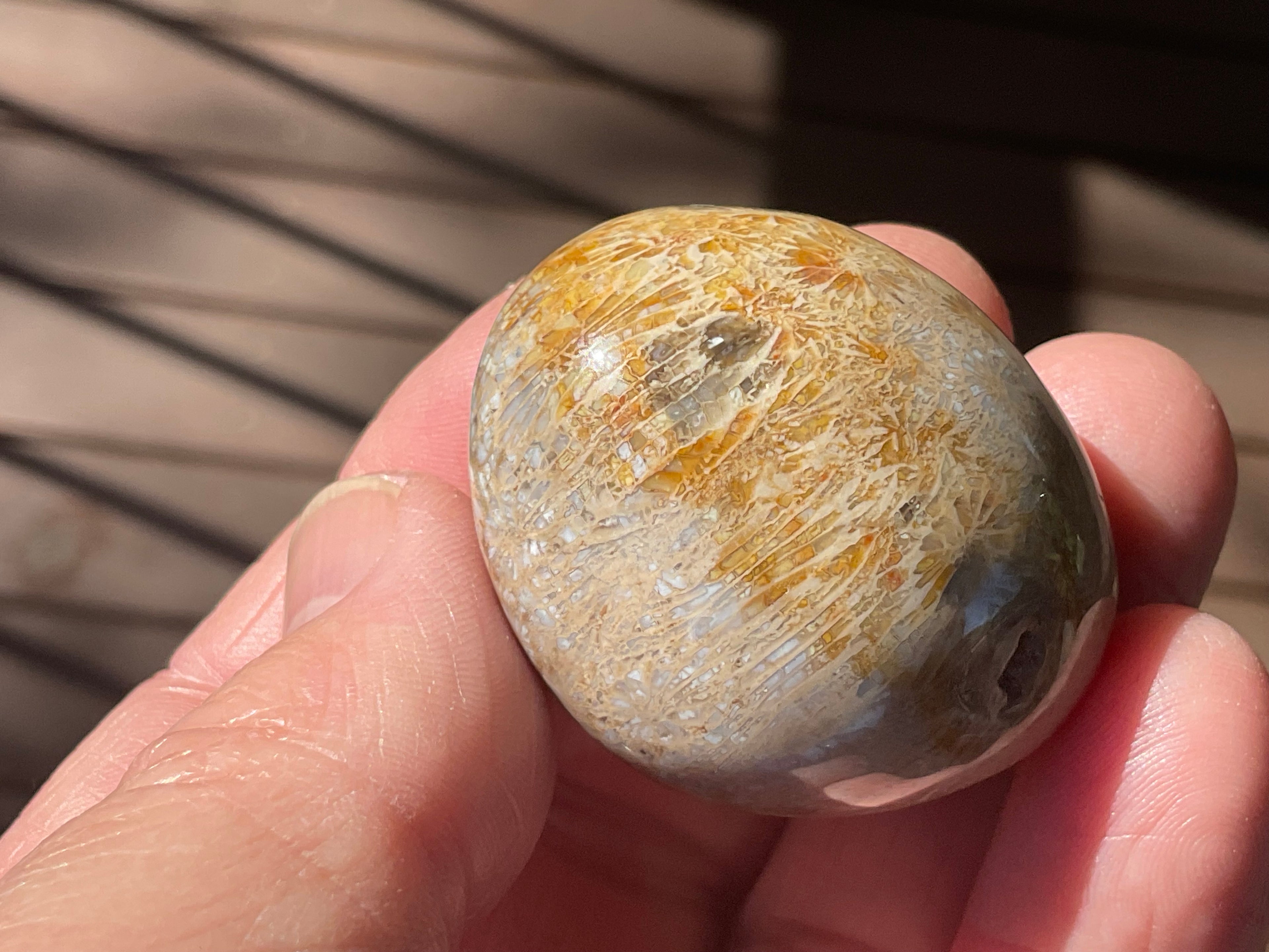 47g Small Fossilised Coral Palmstone A