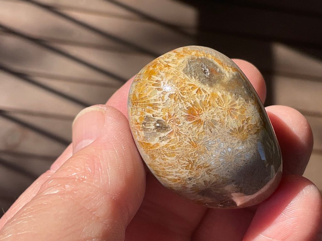 47g Small Fossilised Coral Palmstone A