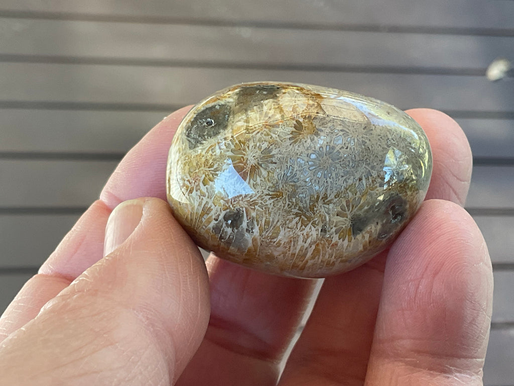 47g Small Fossilised Coral Palmstone A